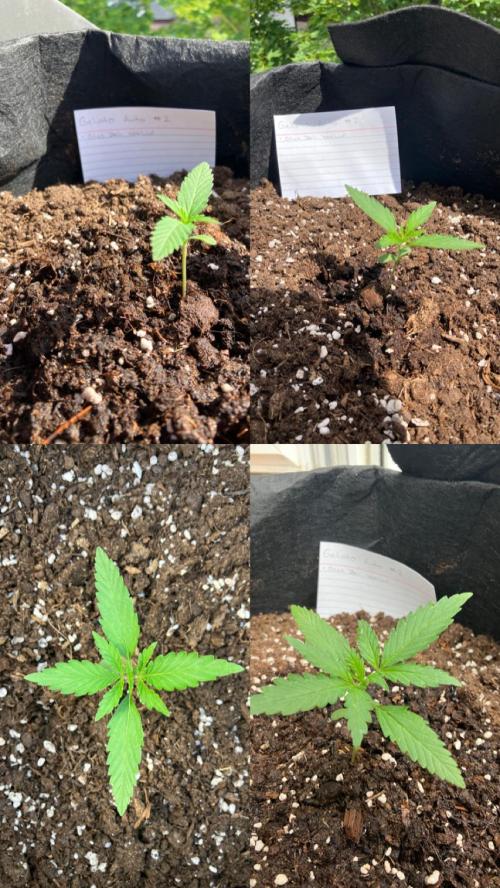 GELATO Auto Outdoor Beginner. Week 2 - #2
1L