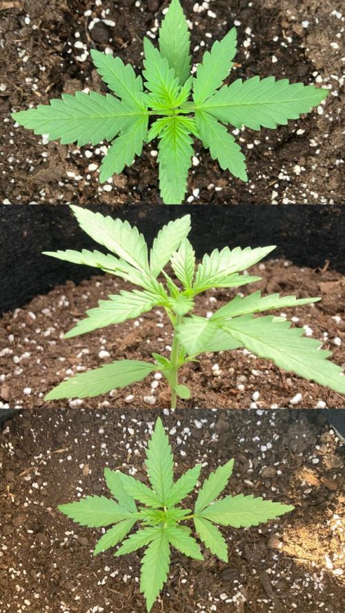 GELATO Auto Outdoor Beginner. Week 3 - #1
1L