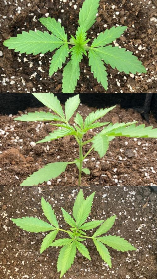GELATO Auto Outdoor Beginner. Week 3 - #2
1L
