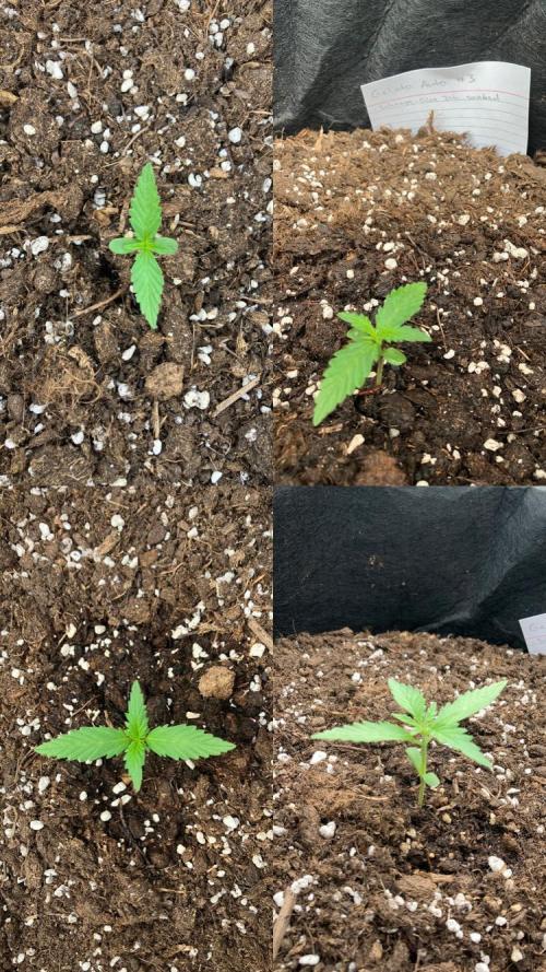 Gelato Auto. Week 3