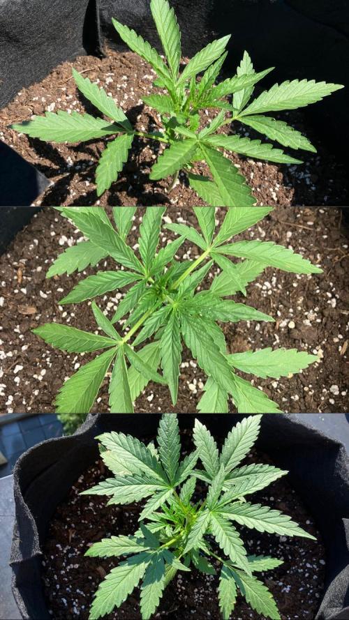 GELATO Auto Outdoor Beginner. Week 4 - #2