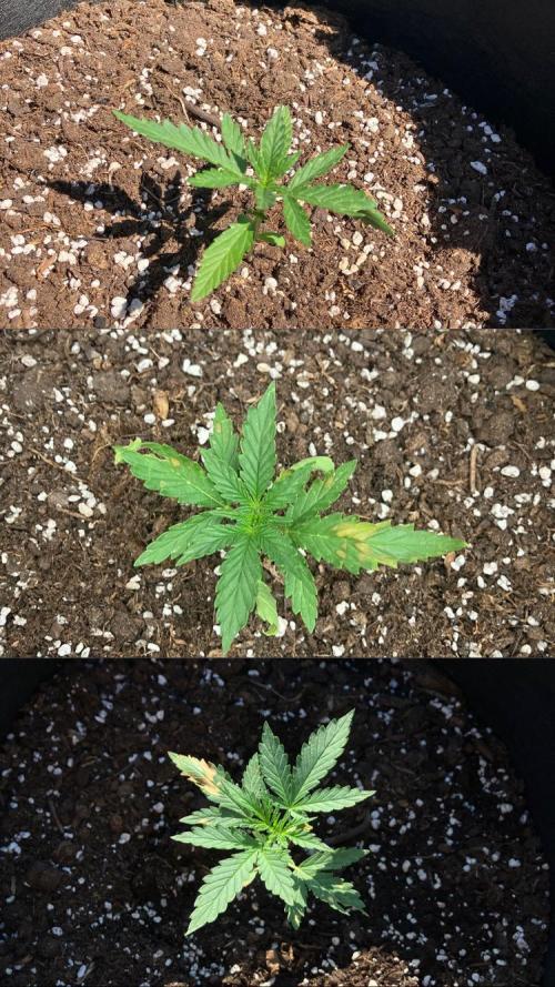 GELATO Auto Outdoor Beginner. Week 4 - #3