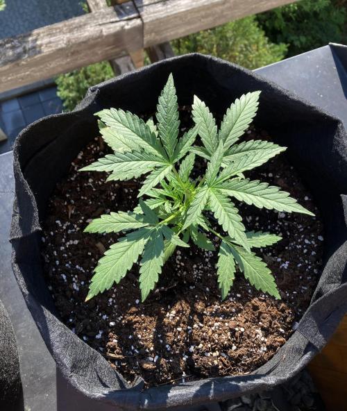 GELATO Auto Outdoor Beginner. Week 4
