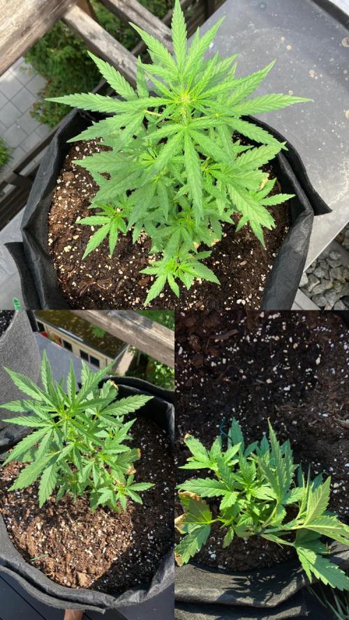 GELATO Auto Outdoor Beginner. Week 5 - #1