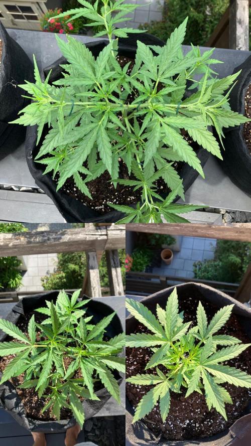 GELATO Auto Outdoor Beginner. Week 5 - #2