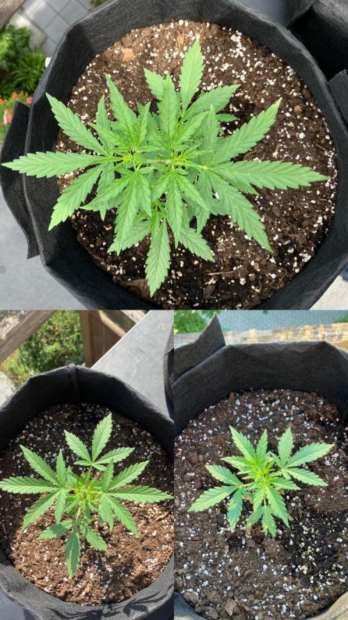 GELATO Auto Outdoor Beginner. Week 5 - #3