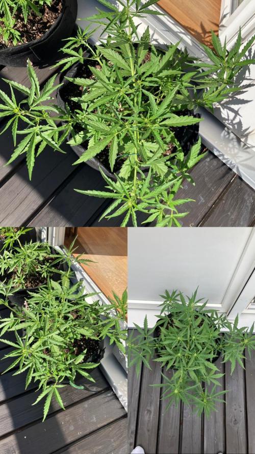 GELATO Auto Outdoor Beginner. Week 6 - #2
