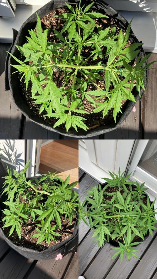 GELATO Auto Outdoor Beginner. Week 6 - #3