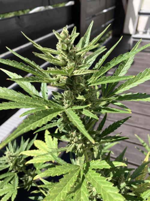 GELATO Auto Outdoor Beginner. Week 9 - #1
