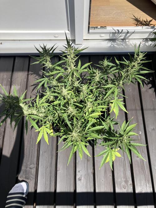 GELATO Auto Outdoor Beginner. Week 9 - #2