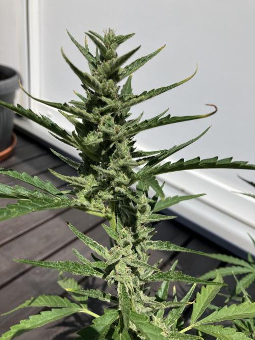 GELATO Auto Outdoor Beginner. Week 9 - #2