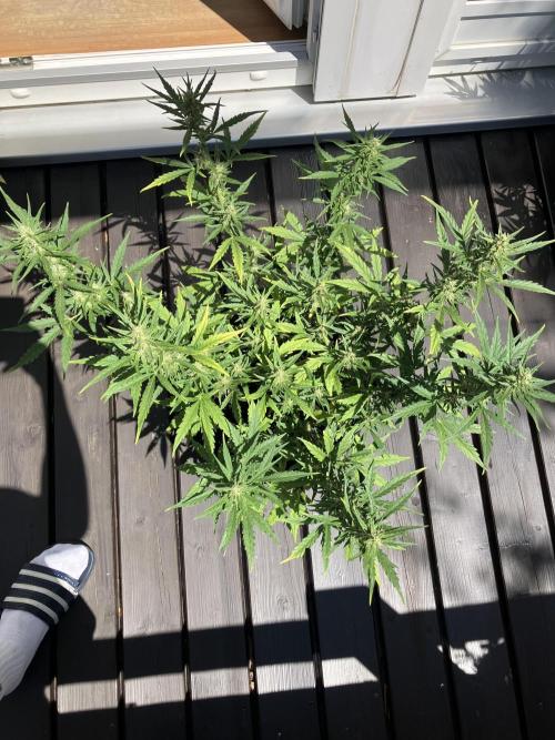 GELATO Auto Outdoor Beginner. Week 9 - #3