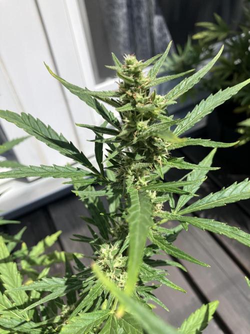 GELATO Auto Outdoor Beginner. Week 9 - #3