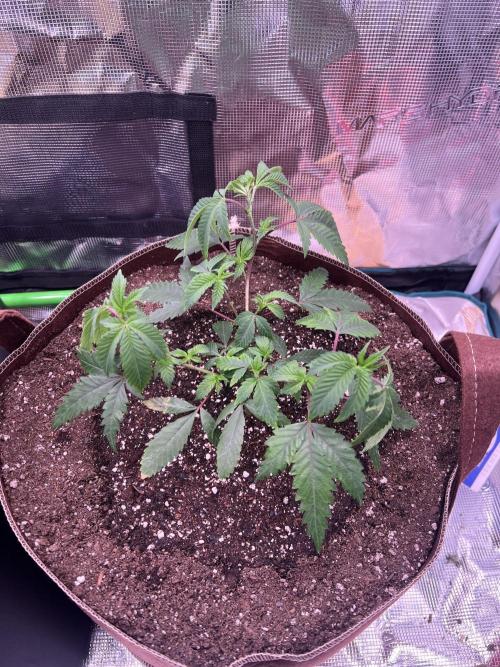 Astral. Week 1 - Planted by june 9th
