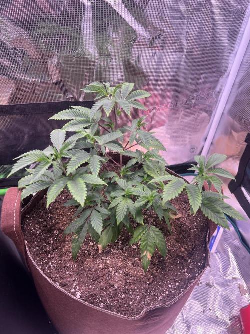Astral. Week 2 - June 16 week 2  

Successful transplant with fast new growth