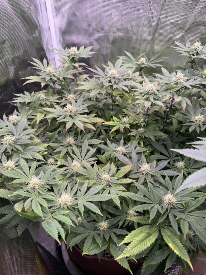Astral. Week 8 - End of 2nd week flower 