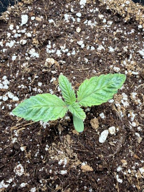 Jelly Cake. Week 2
