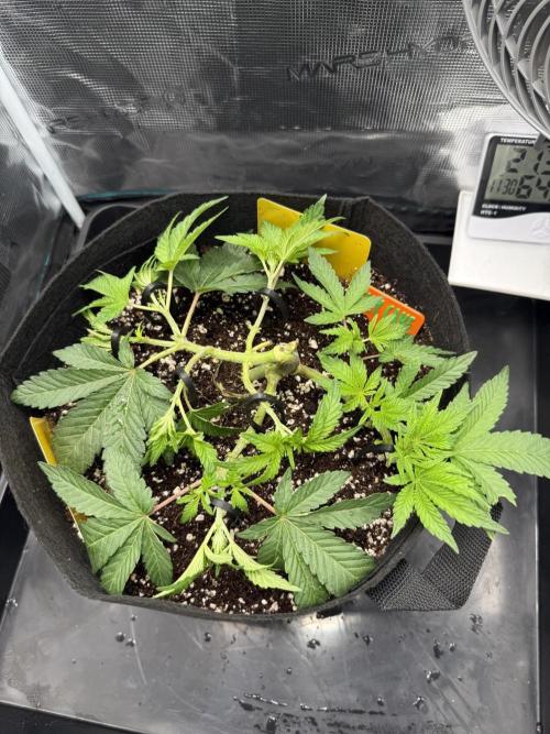 Jelly Cake - Barney's Farm. Week 7 - Had a few minor accidents, so had to take her a little longer...