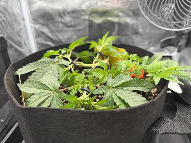 Jelly Cake - Barney's Farm. Week 7 - Shes taking a while to bounce back each time but I'm nearly ready to flip now...