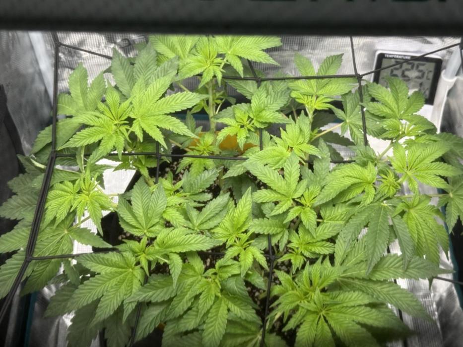Jelly Cake - Barney's Farm. Week 10 - Just starting to show signs of turning, shes slow, but looks lush !!