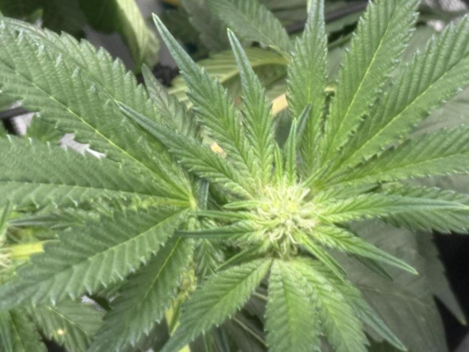 Jelly Cake - Barney's Farm. Week 11 - Waiting for Frost ???