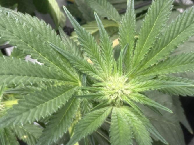 Jelly Cake. Week 11