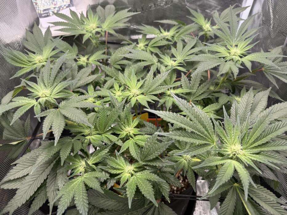 Jelly Cake - Barney's Farm. Week 12