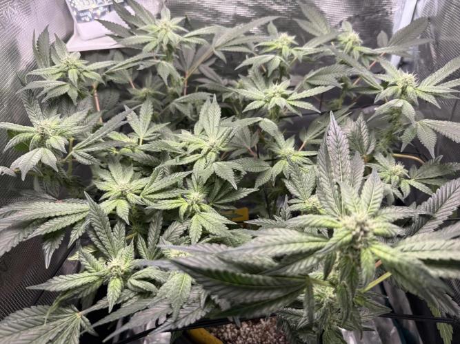 Jelly Cake - Barney's Farm. Week 13 - Frosty...