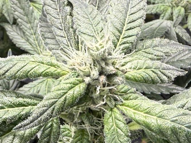 Jelly Cake - Barney's Farm. Week 13 - Sticky...
