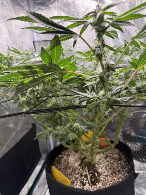 Jelly Cake - Barney's Farm. Week 13 - Fattening Up !!
