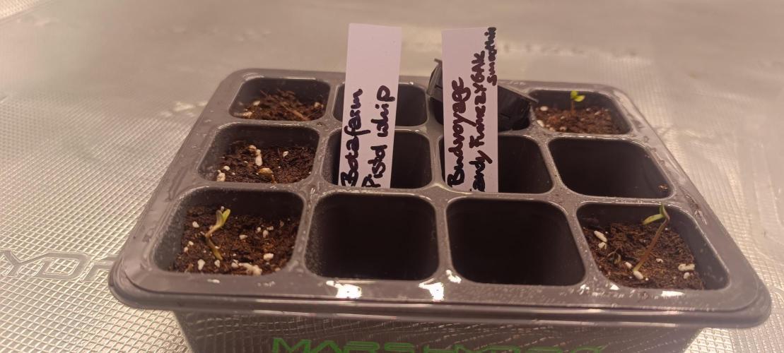 Mein erstes Growdiary. Week 0