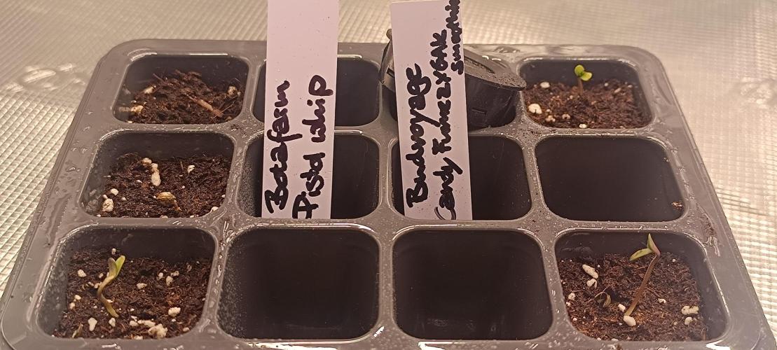 Mein erstes Growdiary. Week 0