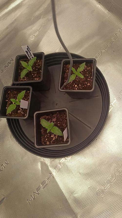 Mein erstes Growdiary. Week 2