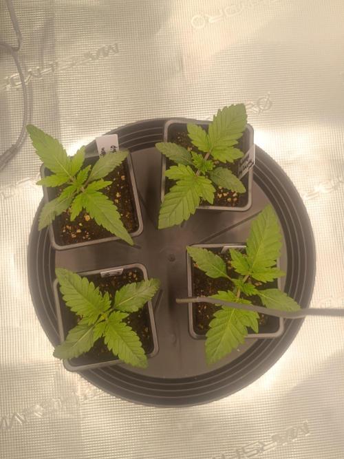Mein erstes Growdiary. Week 2