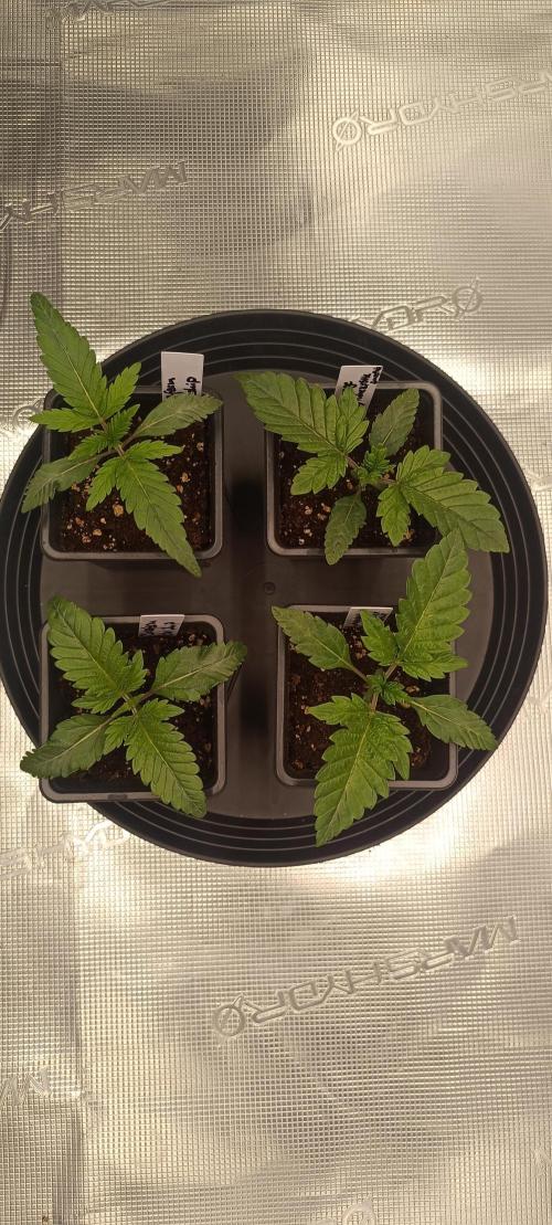 Mein erstes Growdiary. Week 2