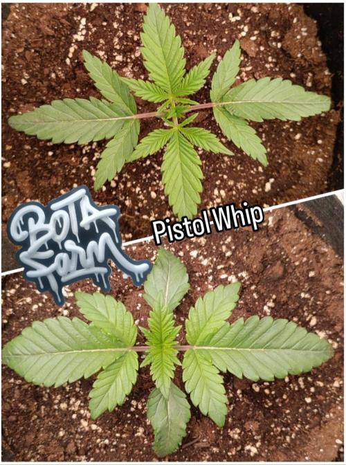 Mein erstes Growdiary. Week 2