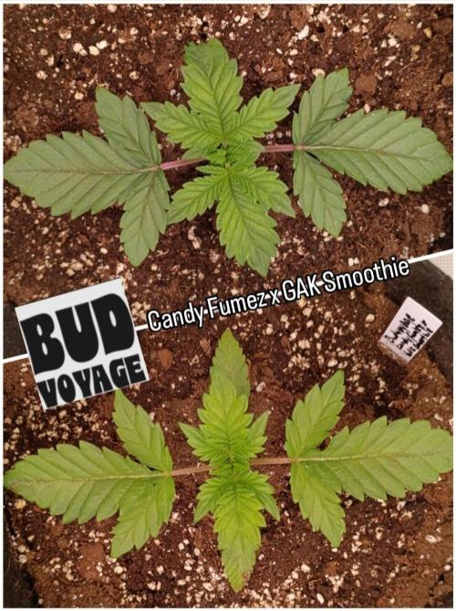 Mein erstes Growdiary. Week 2