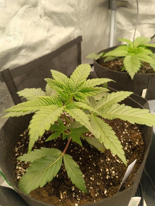Mein erstes Growdiary. Week 4