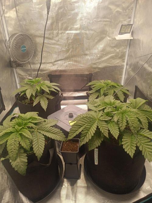 Mein erstes Growdiary. Week 4