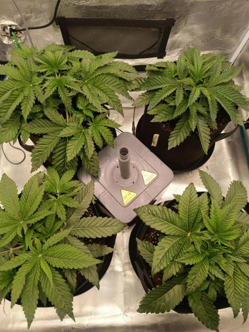 Mein erstes Growdiary. Week 4