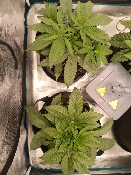 Mein erstes Growdiary. Week 4