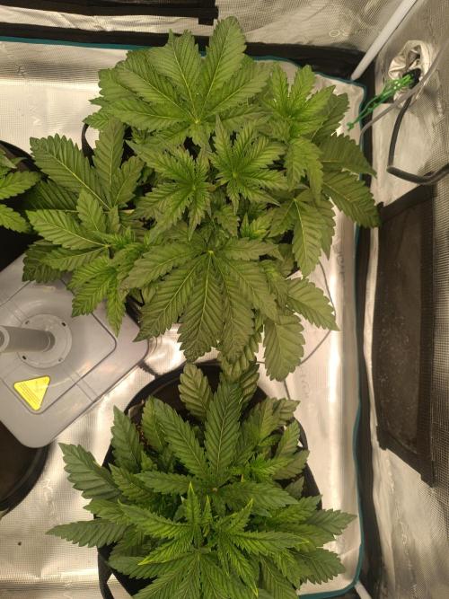 Mein erstes Growdiary. Week 4