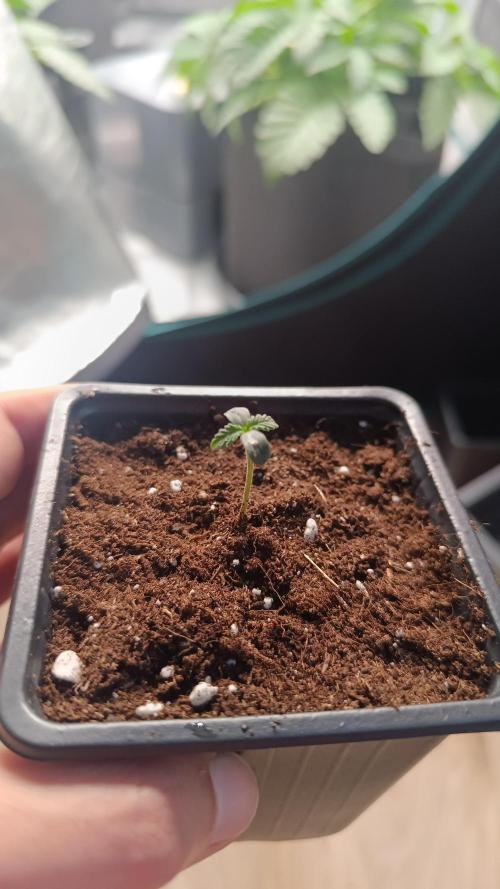 Royal with Cream. Week 1
