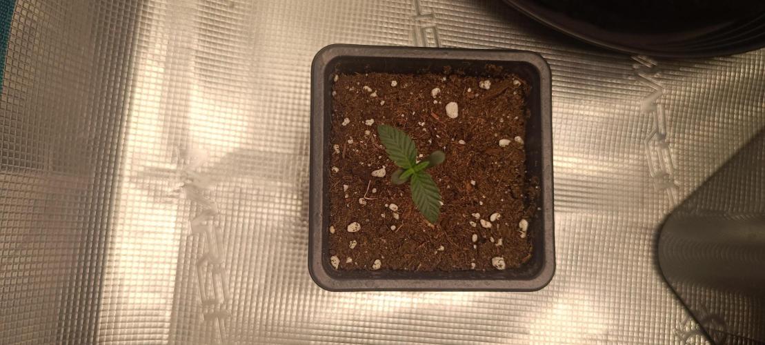 Royal with Cream. Week 2
