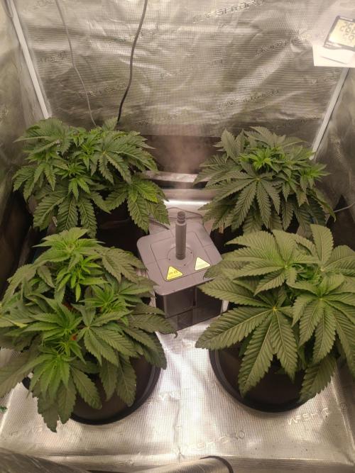 Mein erstes Growdiary. Week 6