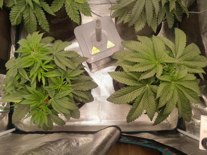Mein erstes Growdiary. Week 6 - Botafarm   Pistol Whip         (Zushi x Gary Payton )