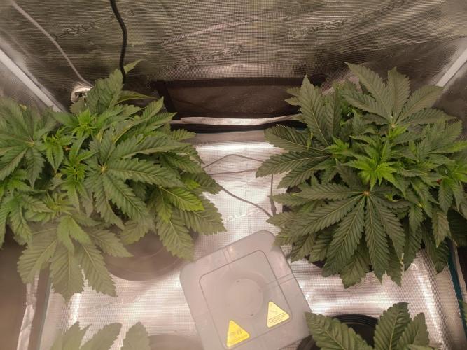 Mein erstes Growdiary. Week 6 - Budvoyage.            (Candy Fumez x GAK Smoothie)