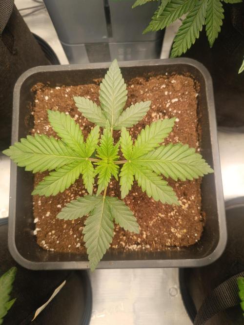 Royal with Cream. Week 3