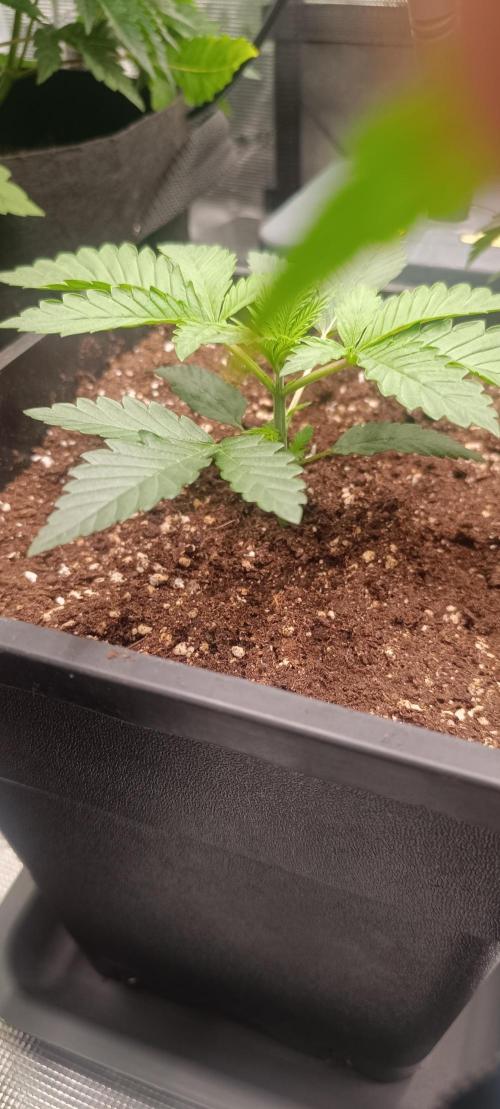 Royal with Cream. Week 3