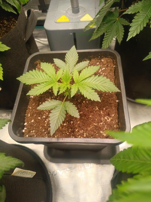 Royal with Cream. Week 3